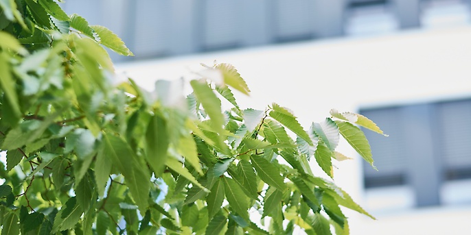 green leaves in front of building